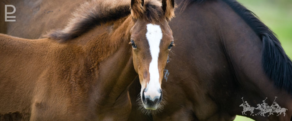 Polo Escape stables