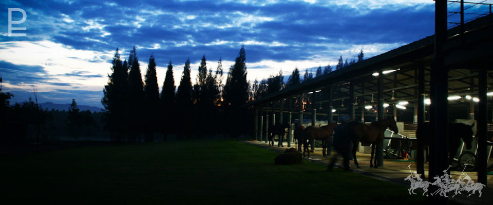 Polo Escape stables