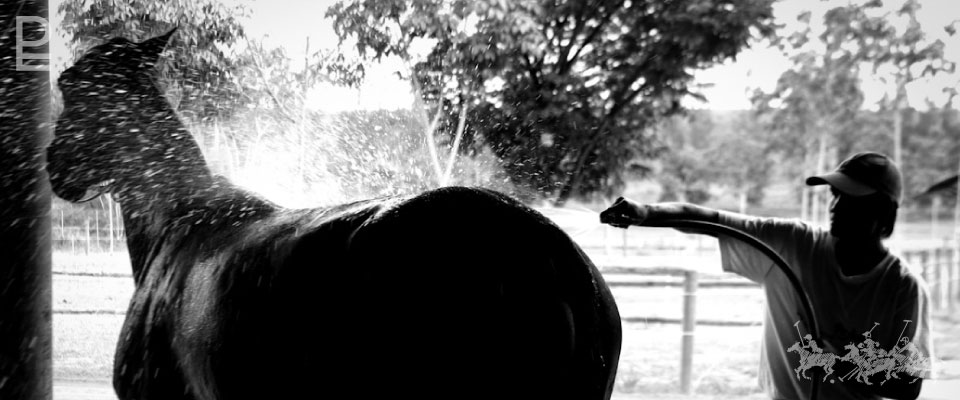 Polo Escape stables